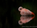 011 flamingos
